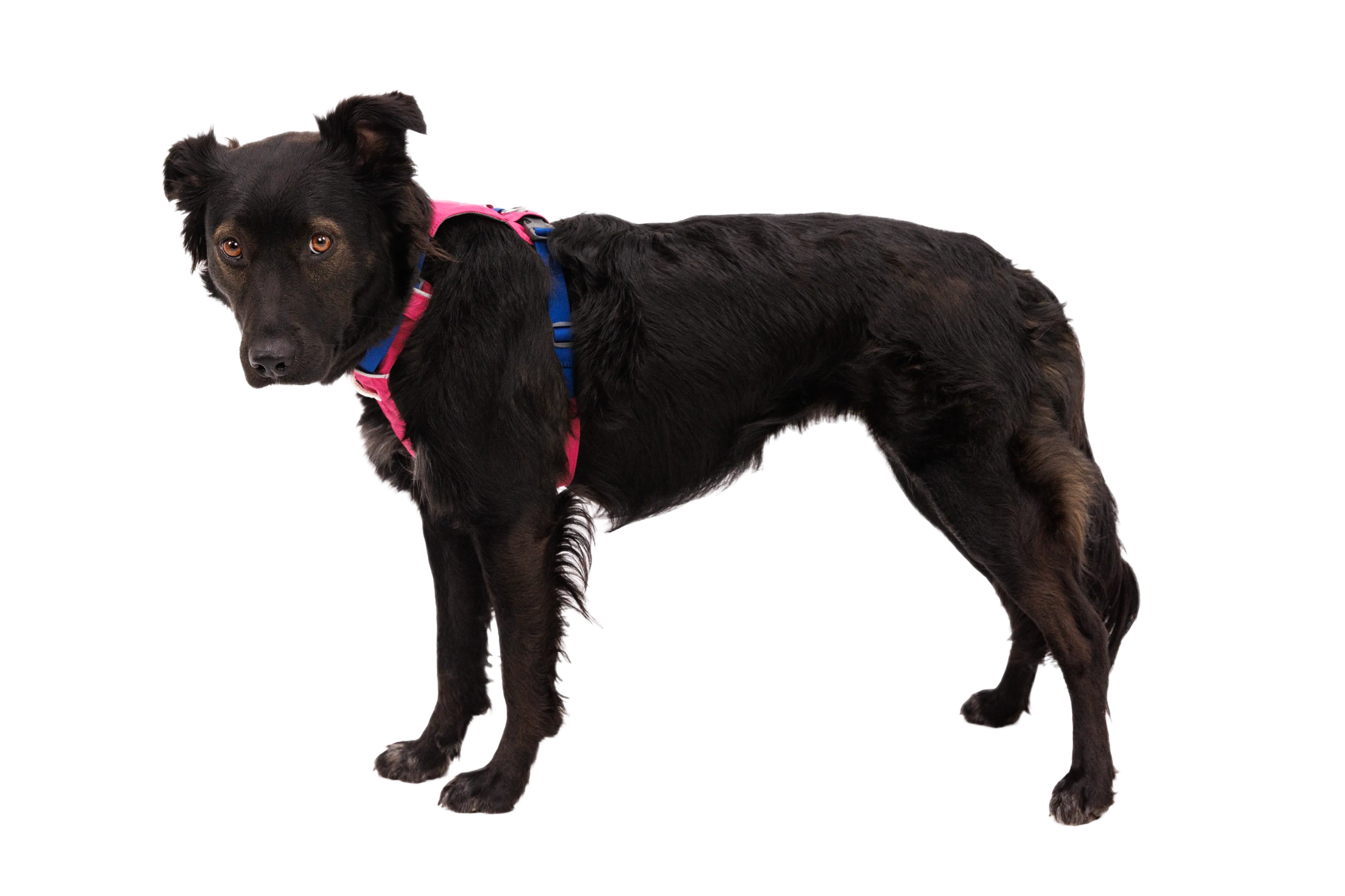 Hi & Light™ Lightweight Dog Harness