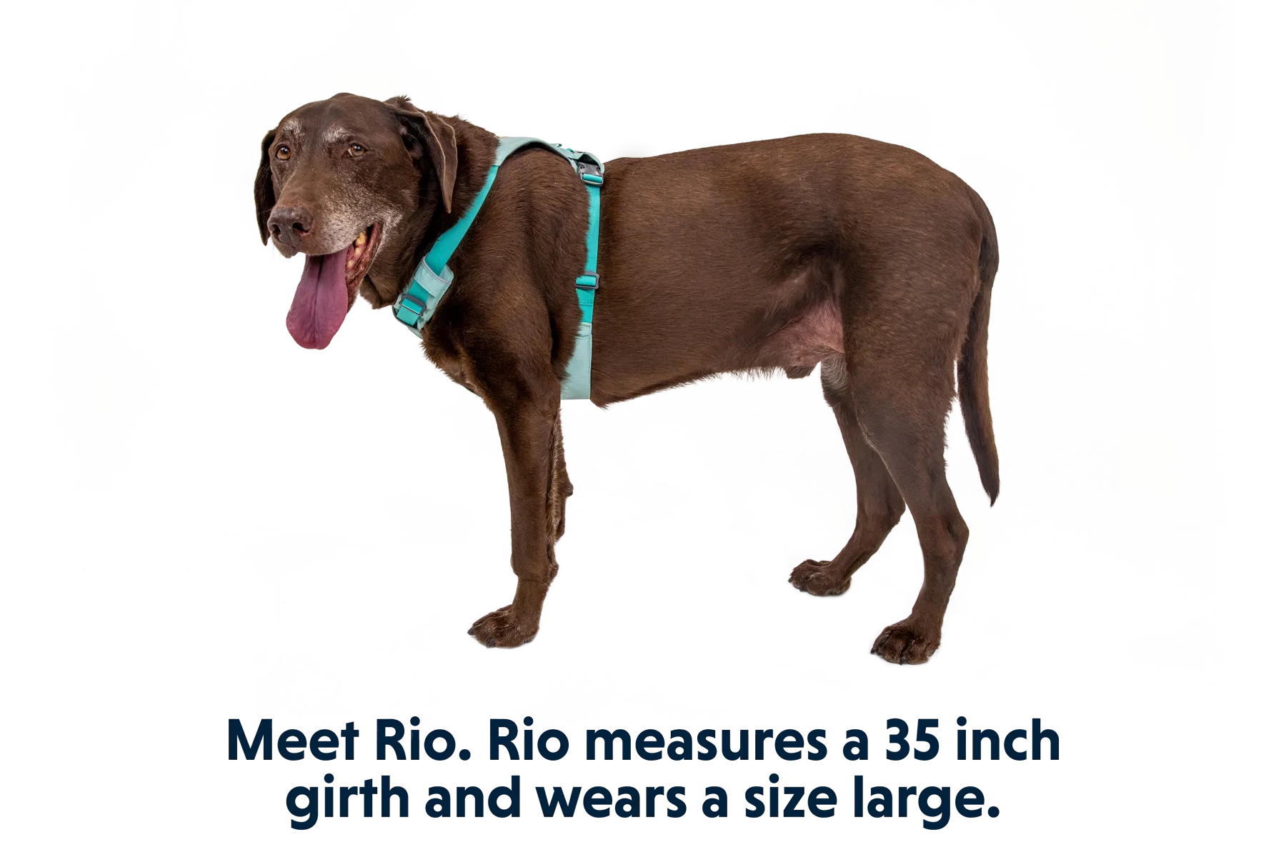 Hi & Light™ Lightweight Dog Harness