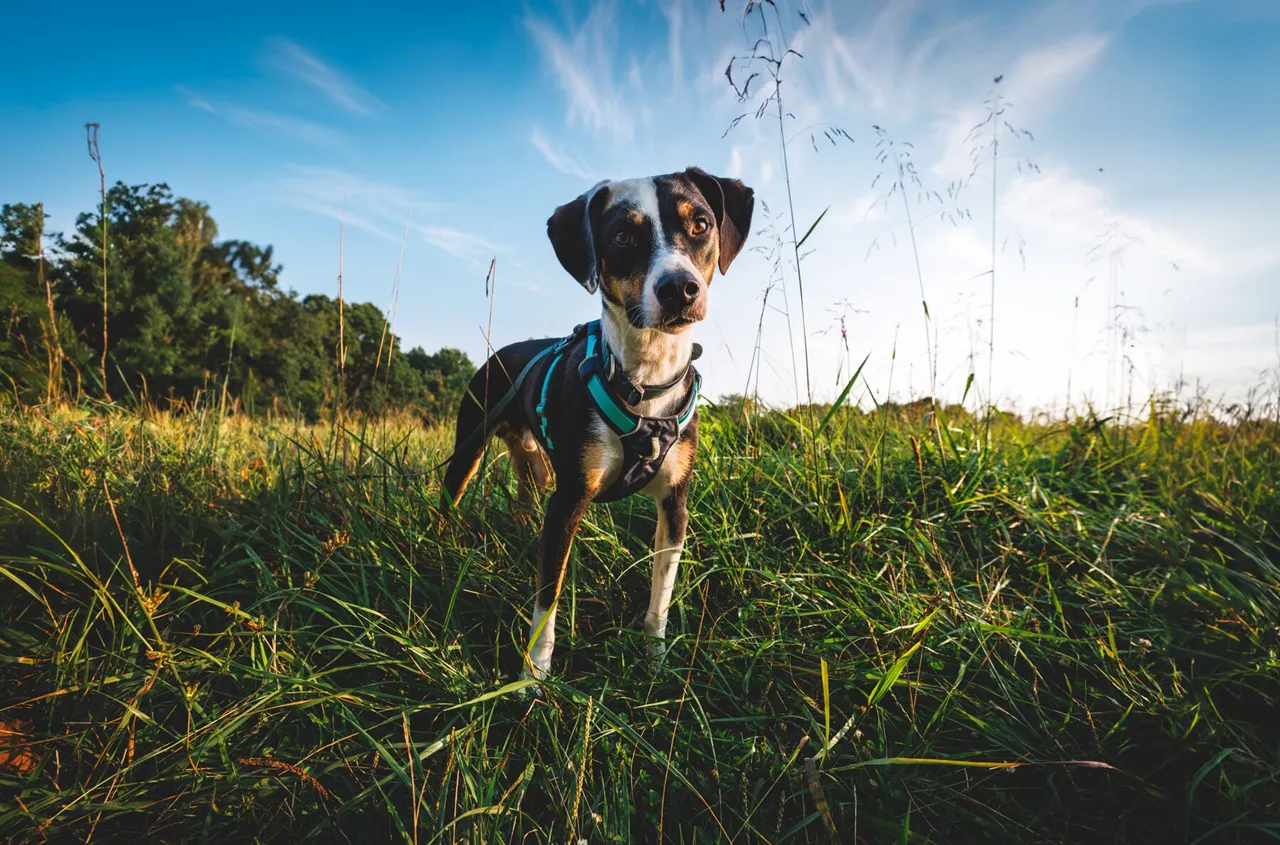 Ruffwear Dog Lightweight Harness: Hi & Light