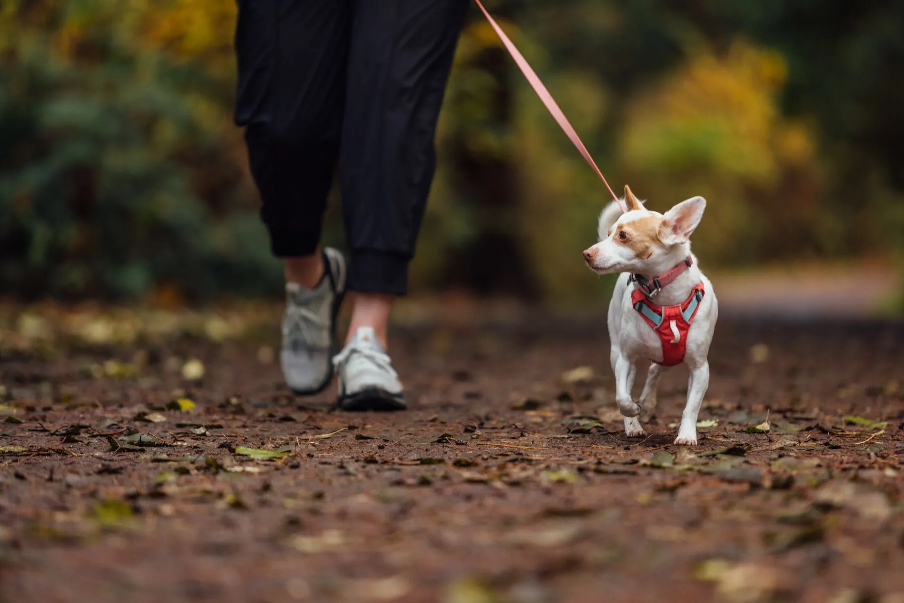 Ruffwear Dog Lightweight Harness: Hi & Light