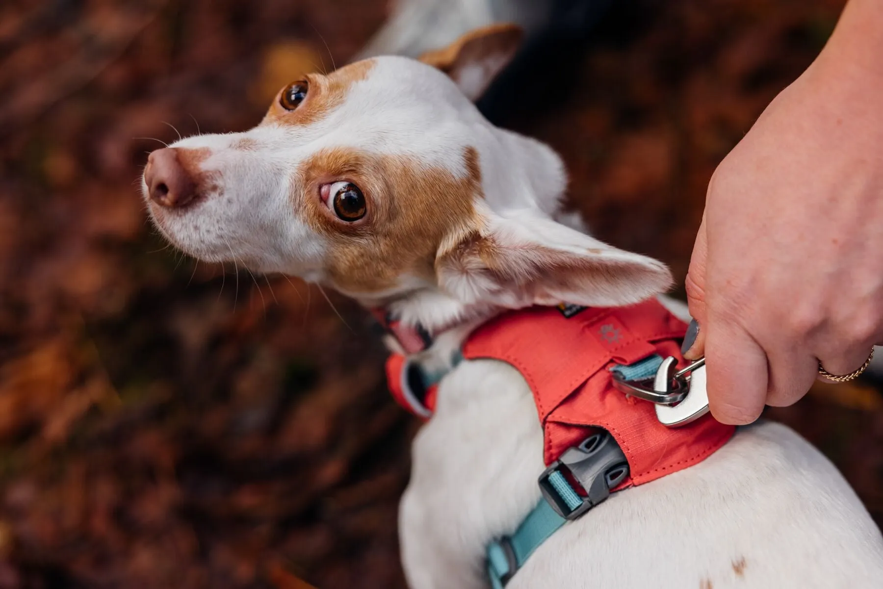 Ruffwear Dog Lightweight Harness: Hi & Light