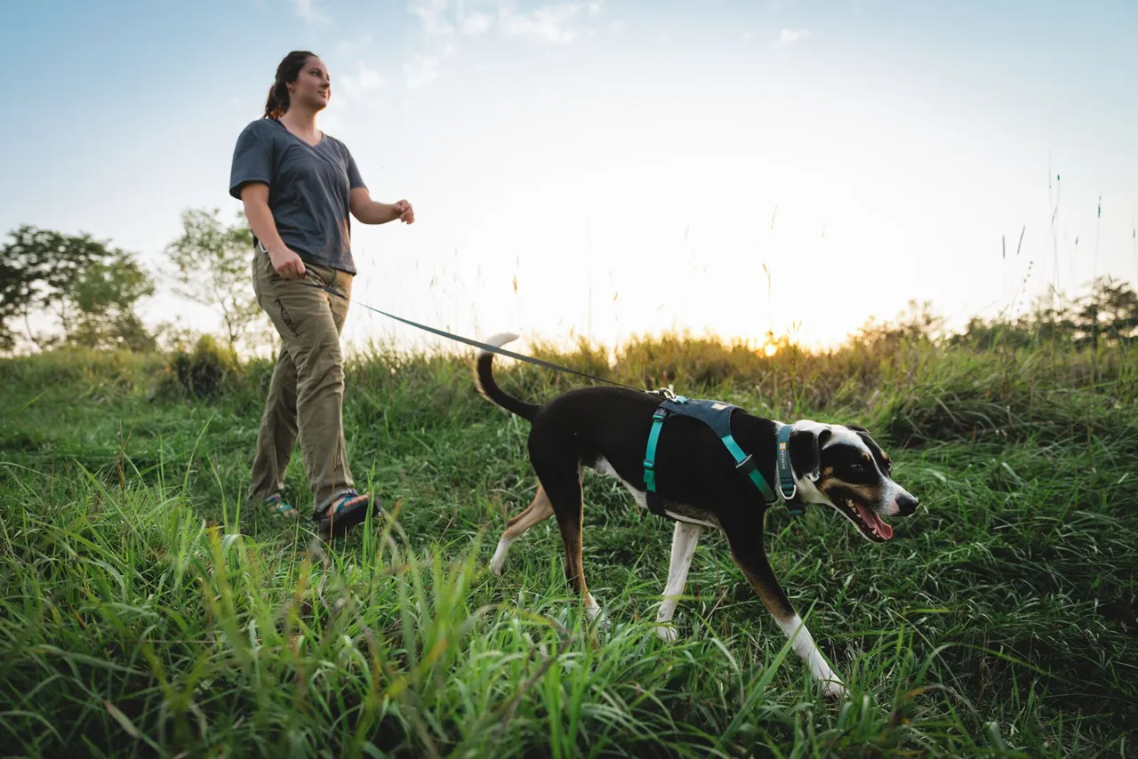 Ruffwear Dog Lightweight Harness: Hi & Light