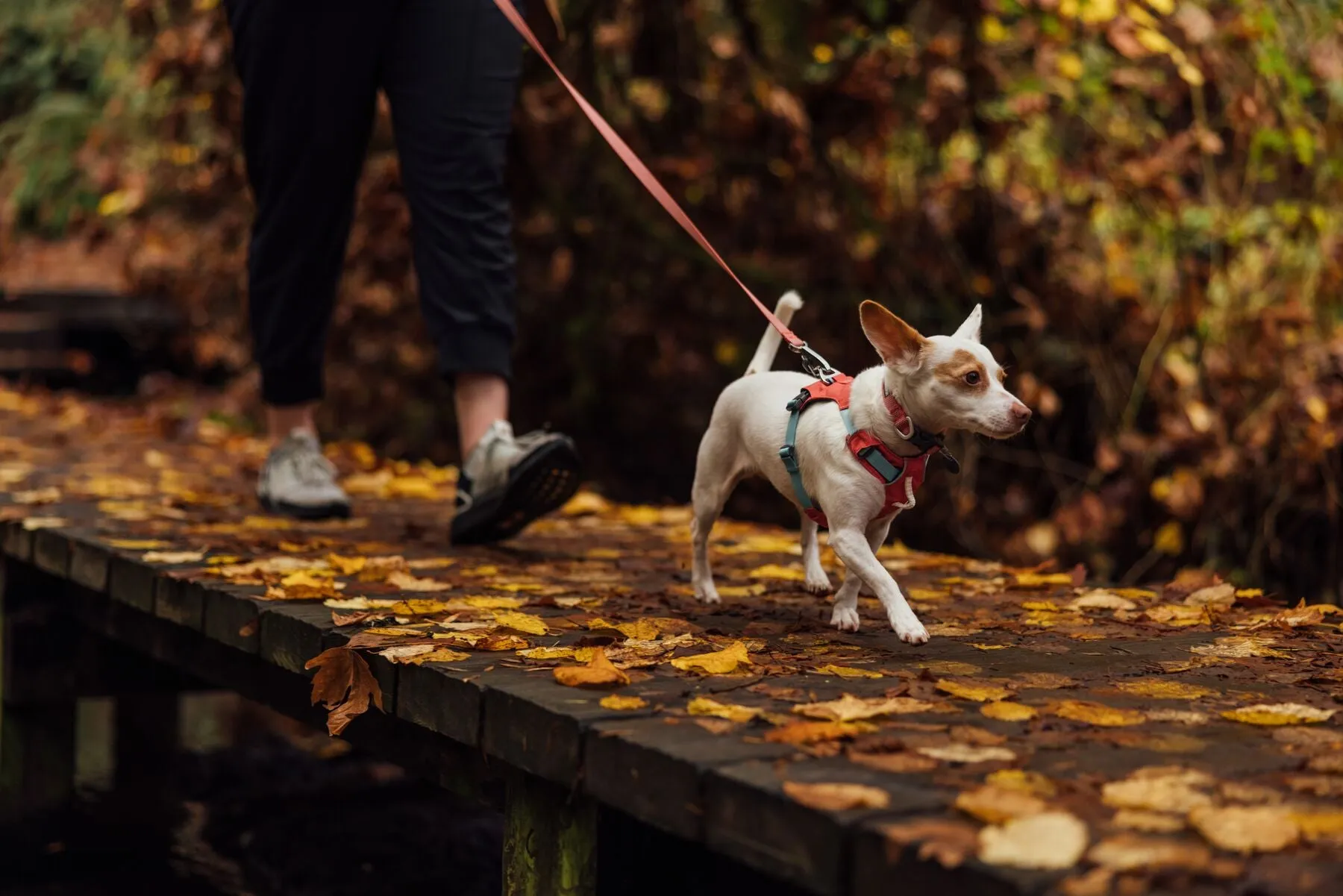 Ruffwear Dog Lightweight Harness: Hi & Light