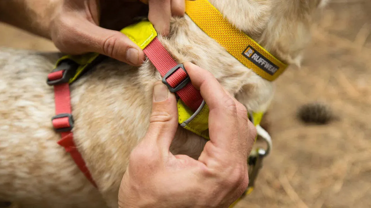 Ruffwear Hi & Light™ Everyday Dog Harness