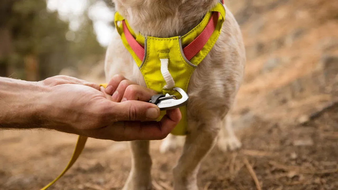 Ruffwear Hi & Light™ Everyday Dog Harness