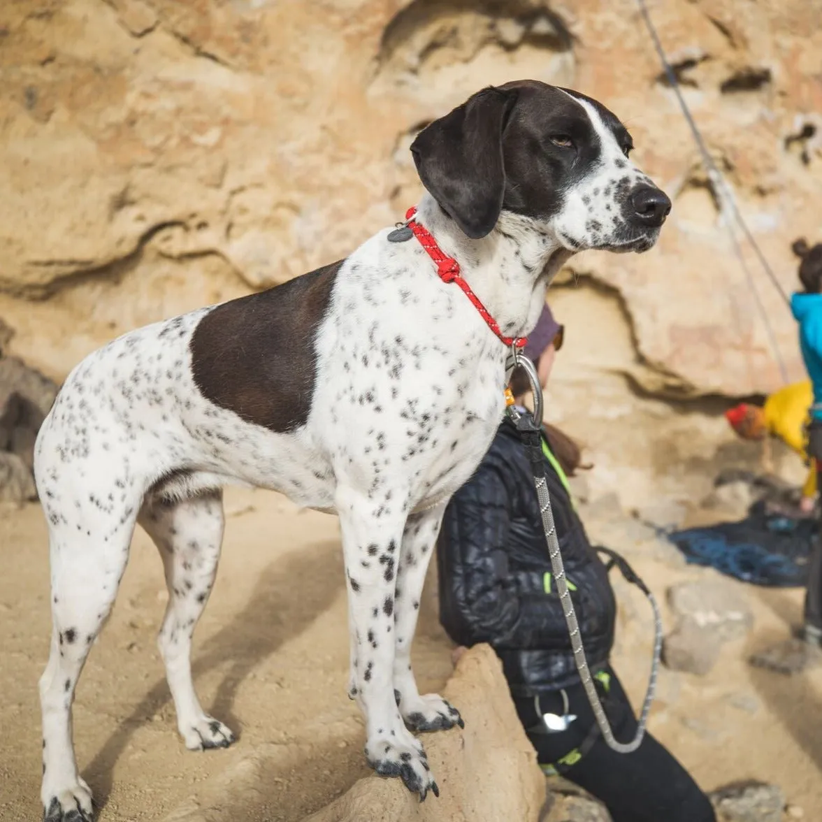 Ruffwear Knot-a-Collar™ Rope Dog Collar