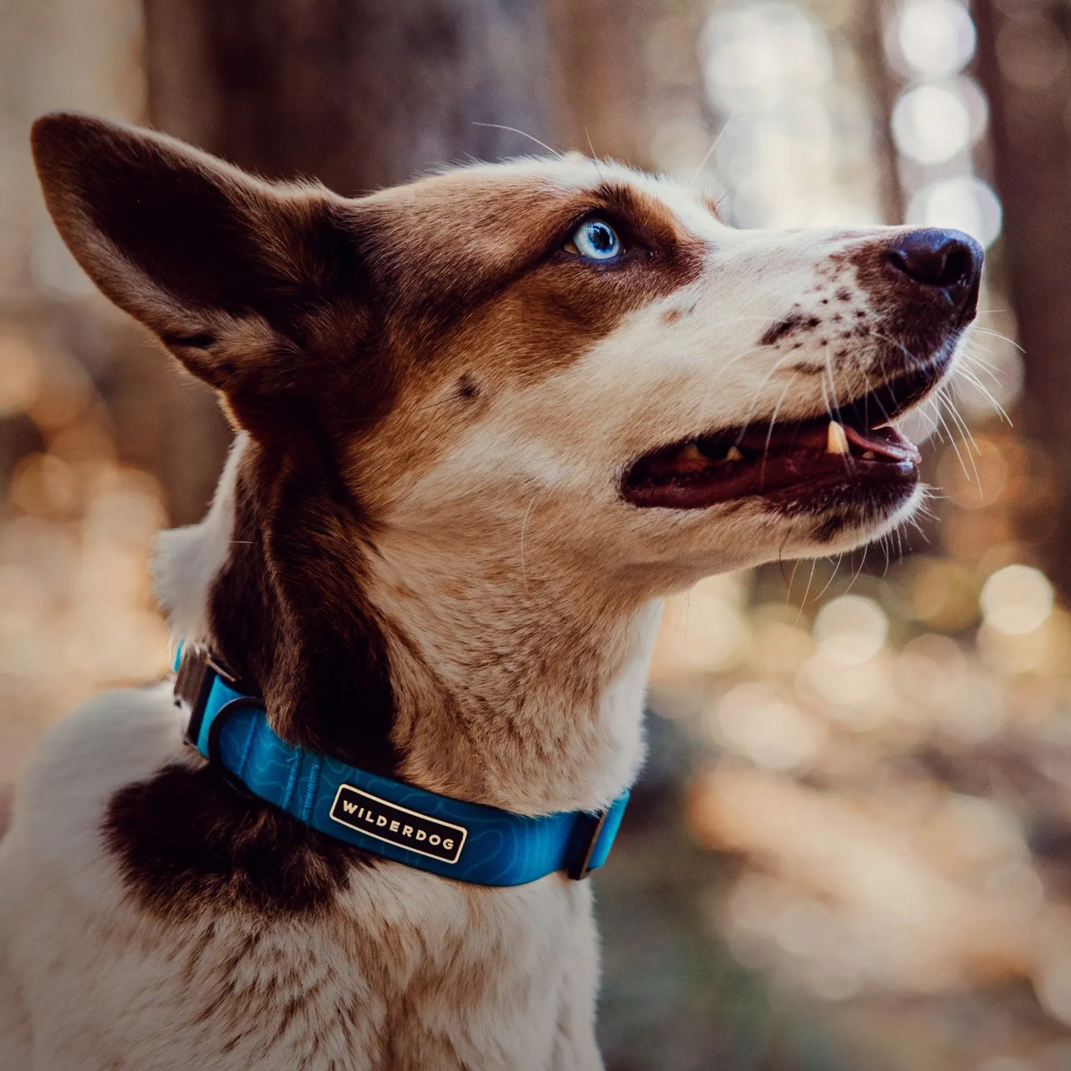 Teal Waterproof Collar