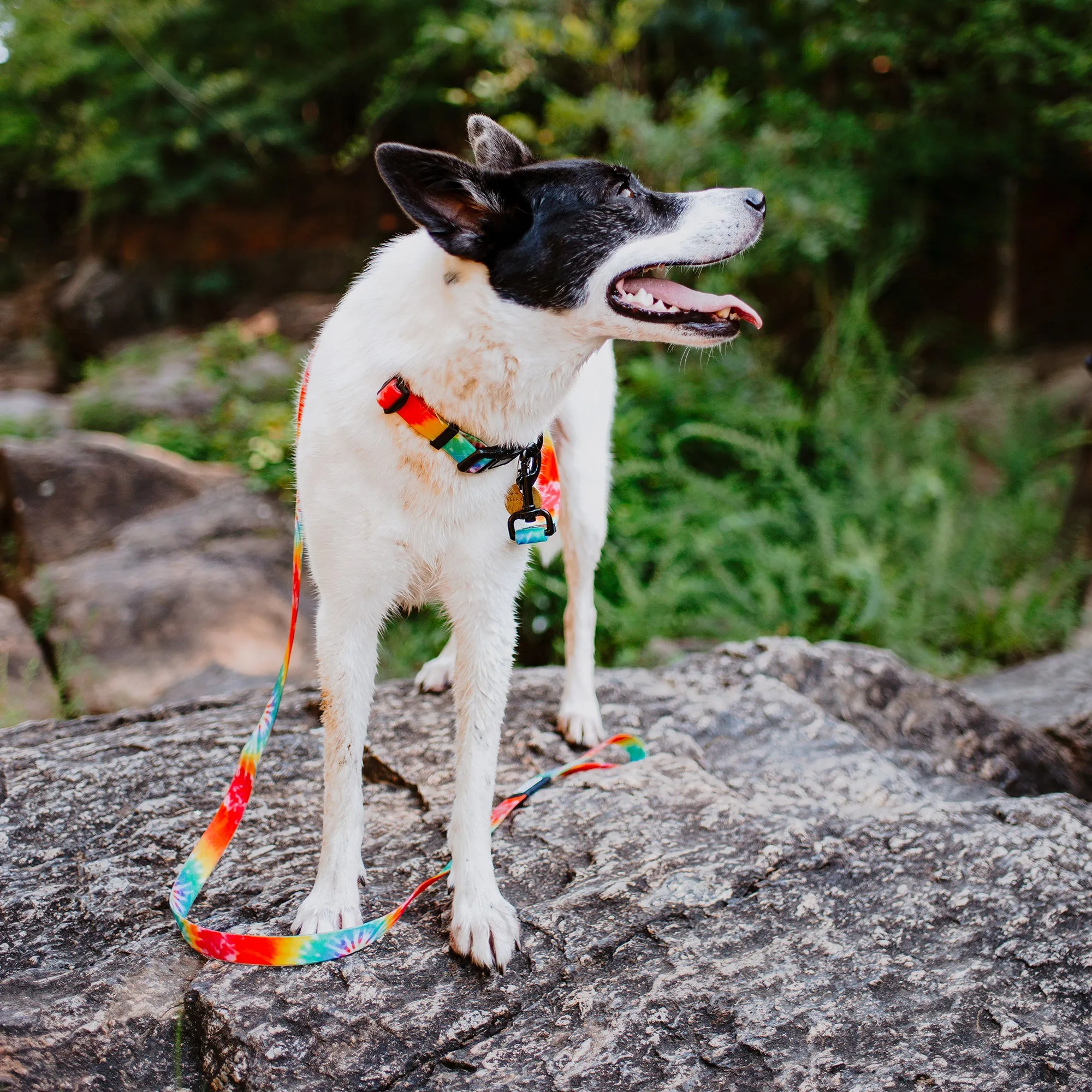 Tie Dye Waterproof Collar