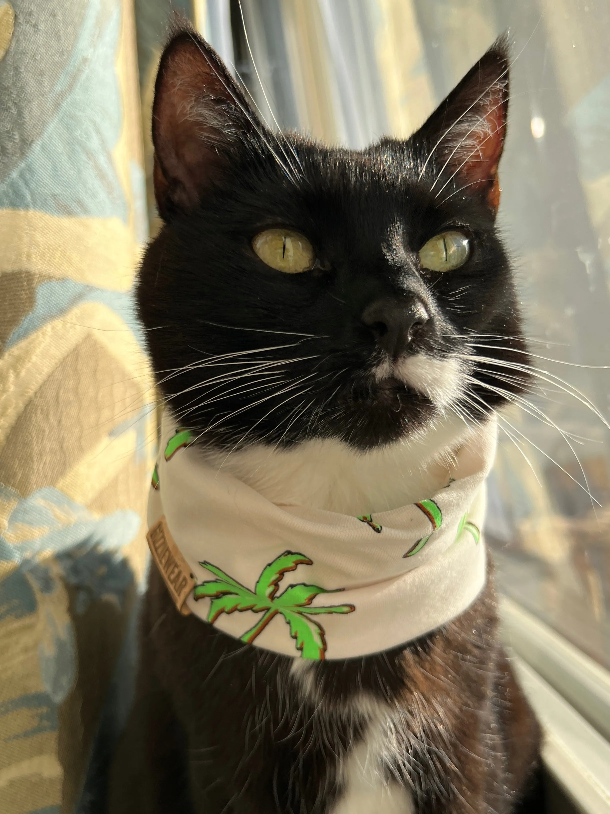 Under the Palm Tree pet scarf